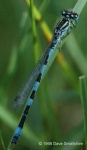 image of damselfly #23