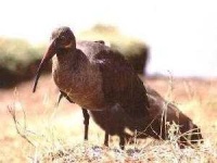 image of ibis