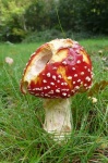 image of agaric