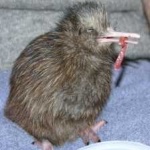image of bird