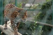 image of jaguar_car