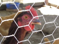 image of animal