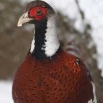 image of bird