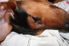 image of black_and_tan_coonhound