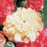 image of texture