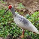 image of bird