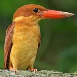 image of bird