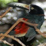 image of bird