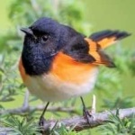 image of bird