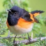 image of american_redstart #31