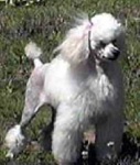 image of miniature_poodle