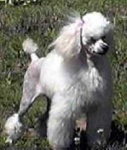 image of miniature_poodle #0