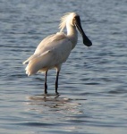 image of spoonbill