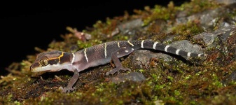 image of banded_gecko