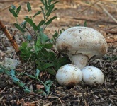 image of mushrooms