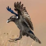 image of bird