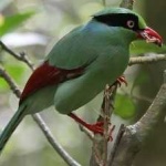 image of bird
