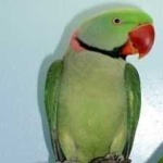 image of alexandrine_parakeet #16