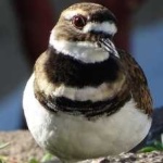 image of bird