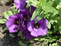image of flower