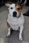 image of animal