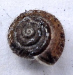 image of animal
