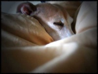 image of italian_greyhound