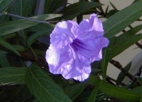 image of mexican_petunia #6