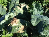image of damage_to_cabbage_leaves