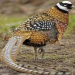 image of bird
