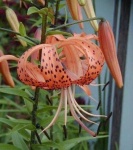 image of flower