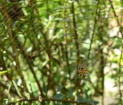 image of spider_web