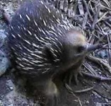 image of echidna