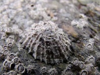 image of rocky_shore
