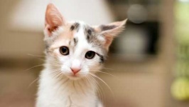image of feral_cats