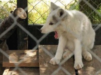 image of arctic_fox
