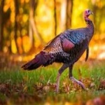 image of bird