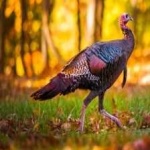 image of wild_turkey #27