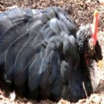 image of bird