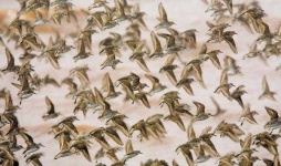 image of animal_migration