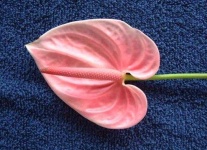 image of anthurium #14