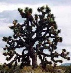 image of joshua_tree