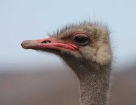 image of animal