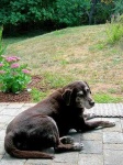 image of labrador_retriever