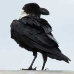image of bird