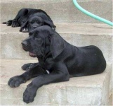 image of great_dane