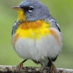 image of bird