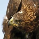 image of bird