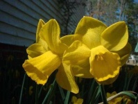 image of flower
