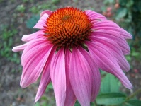image of flower